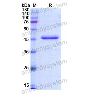 Recombinant Human DPEP1, N-His