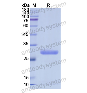 Recombinant Human CD36, N-His