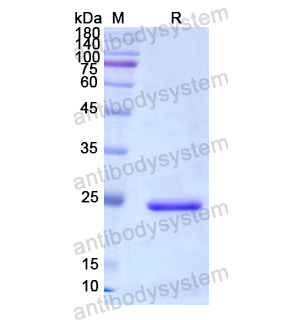 Recombinant Human CD127/IL7R, N-His
