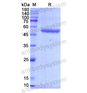 Recombinant Human RHOQ, N-GST