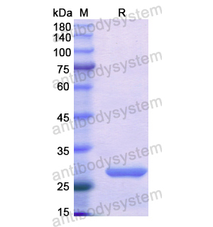 Recombinant Human TAT, N-His