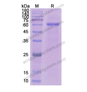 Recombinant Human CD105/ENG, N-His