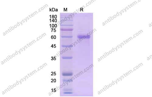 Recombinant Human CD223/LAG3, C-His