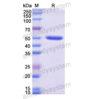 Recombinant Human CD138/SDC1, N-GST