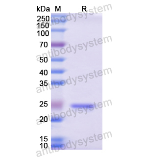 Recombinant Human ATF1, N-His