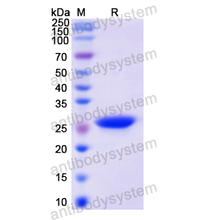 Recombinant Human EPOR, N-His