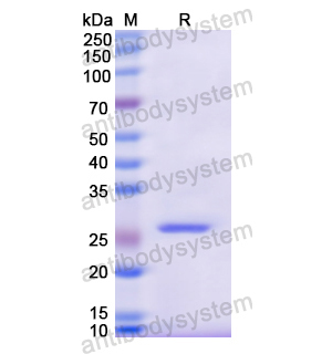 Recombinant Human CD120a/TNFRSF1A, N-His