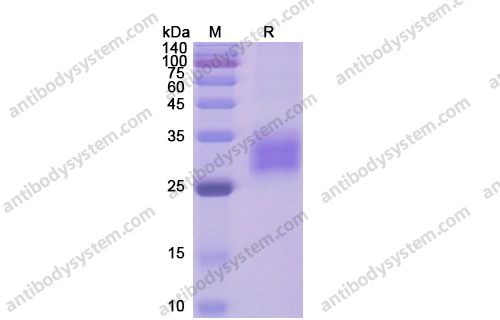Recombinant Human CD120a/TNFRSF1A, C-His