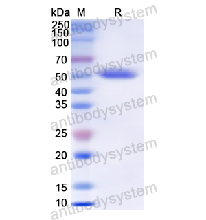 Recombinant Human CD21/CR2, N-GST