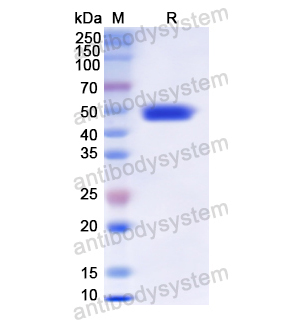 Recombinant Human TCN2, N-His