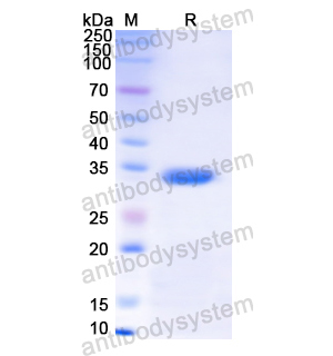 Recombinant Human ANXA7, N-His