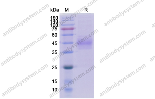 Recombinant Human CD33, C-His