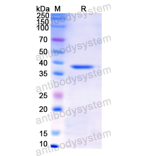 Recombinant Human PGC, N-His