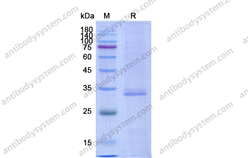 Recombinant Human AZU1/CAP37/HBP, C-His