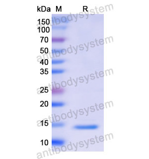 Recombinant Human PVALB, N-His