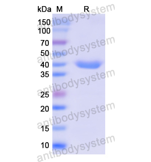 Recombinant Human COX5A, N-GST