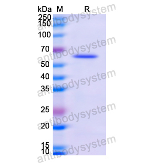 Recombinant Human CD73/NT5E, N-His