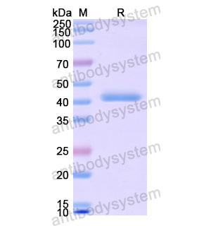 Recombinant Human CD332/FGFR2, N-His