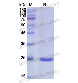 Recombinant Human CD72, N-His