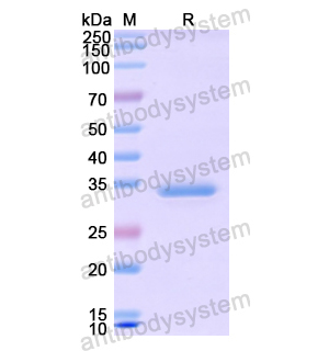 Recombinant Human ERBB3, N-His