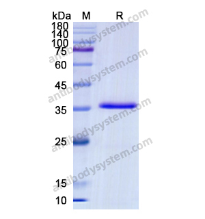 Recombinant Human CD9, N-Fc