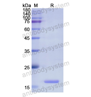 Recombinant Human BMP6, N-His