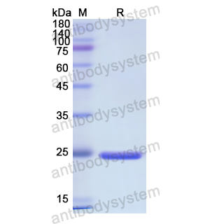 Recombinant Human IDS, N-His