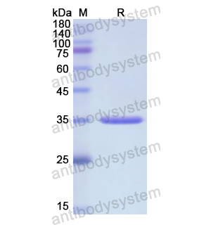 Recombinant Human CCL1/I-309, N-GST