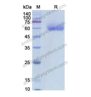 Recombinant Human CD333/FGFR3, C-His