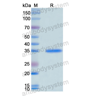 Recombinant Human CD206/MRC1, N-His