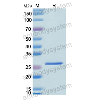 Recombinant Human CD238/KEL, N-His