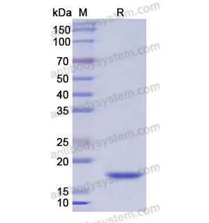 Recombinant Human CD252/TNFSF4, N-His