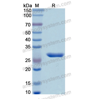 Recombinant Human CMA1, N-His