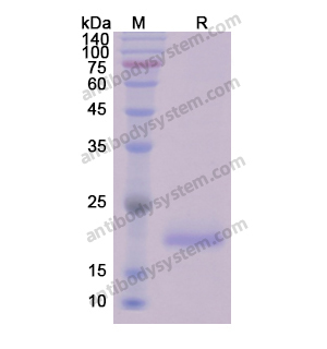 Recombinant Human CCND1, N-His