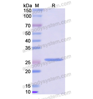 Recombinant Human CD124/IL4R, N-His