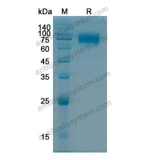 Recombinant Human CD124/IL4R, C-Fc