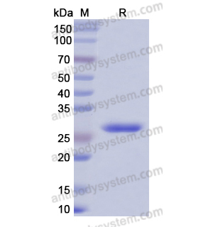 Recombinant Human DNASE1, N-His