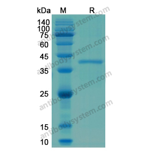 Recombinant Human CDK2, N-His