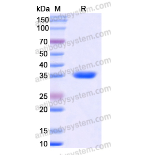 Recombinant Human CD181/CD128/CXCR1, N-GST