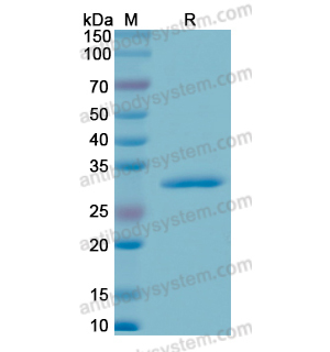 Recombinant Human CD182/CXCR2, N-GST