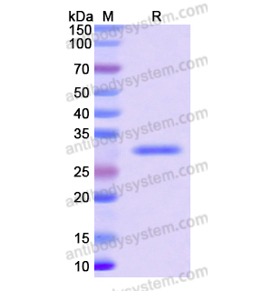 Recombinant Human CD24, N-GST