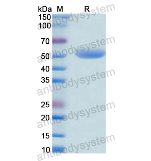 Recombinant Human GRK2, N-GST