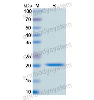 Recombinant Human CD40/TNFRSF5, N-His