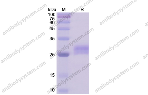 Recombinant Human CD40/TNFRSF5, C-His