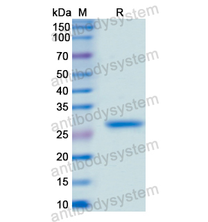 Recombinant Human PAX6, N-His