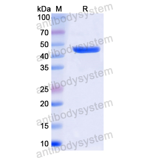 Recombinant Human ELAVL4/HuD/Hu-antigen D, N-His