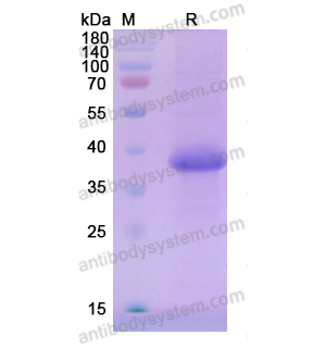 Recombinant Human ACRV1, C-His