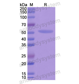 Recombinant Human EEF1G, N-His