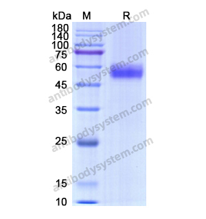 Recombinant Human CD159a/KLRC1, N-Fc