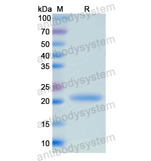 Recombinant Human CD27, N-His